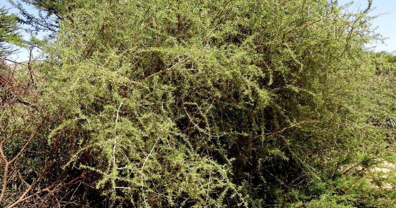 powo.science.kew.org